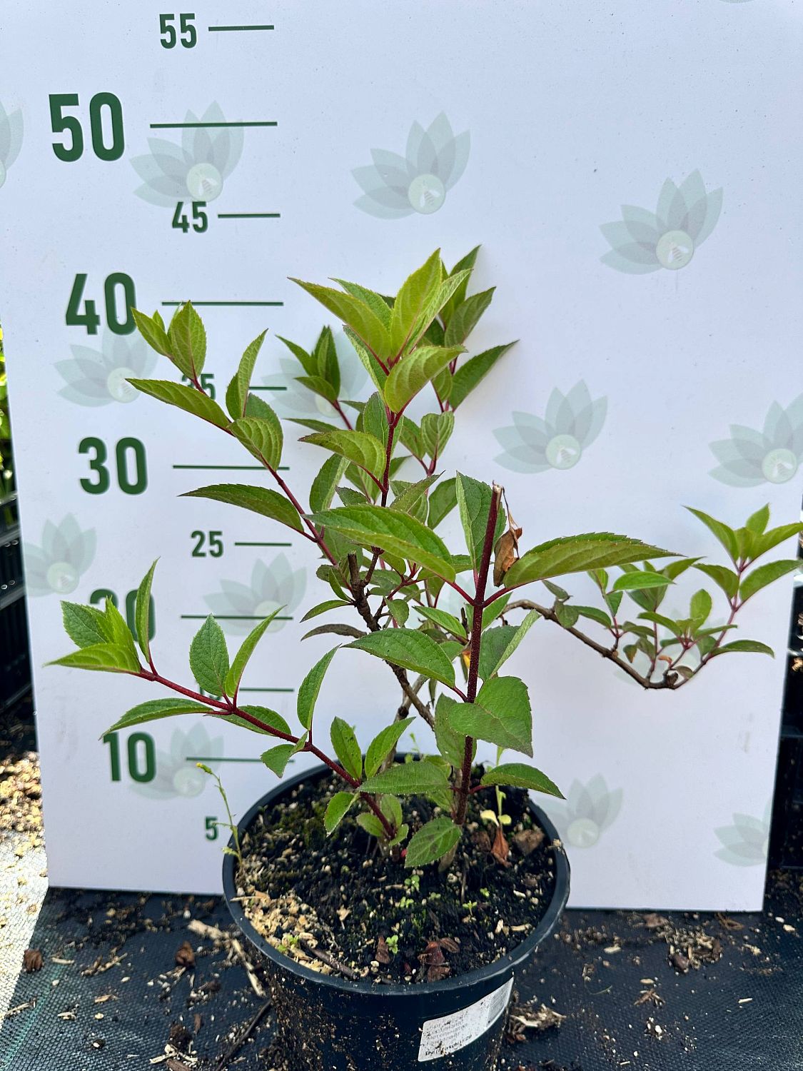 Гортензия метельчатая Канделайт, С2 Гортензия метельчатая Канделайт, С2 - Dolina-Sad.Ru