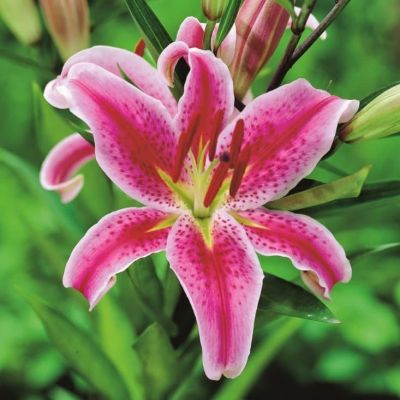 Лилия Меро Стар Лилия Меро Стар фото