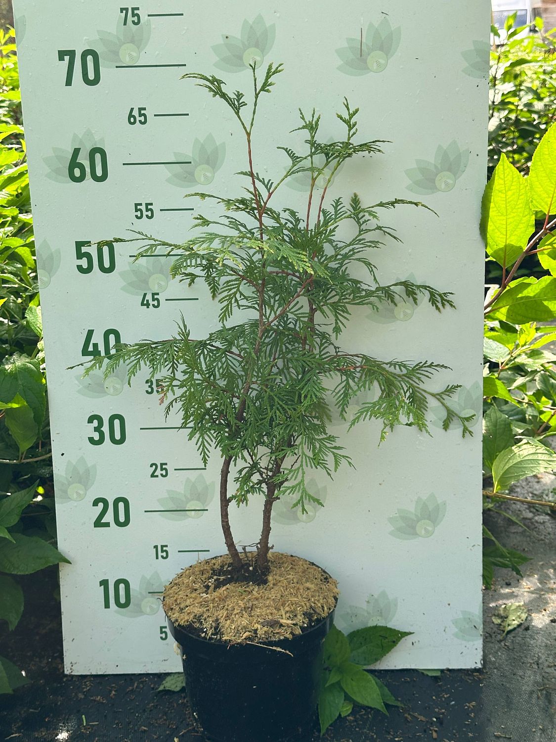 Туя западная Столвик, С3 Туя западная Столвик, С3 - Dolina-Sad.Ru