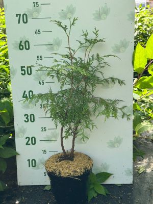 Туя западная Столвик, С3 Туя западная Столвик, С3 - Dolina-Sad.Ru