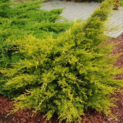 Можжевельник горизонтальный Куривао Голд Можжевельник горизонтальный Куривао Голд фото