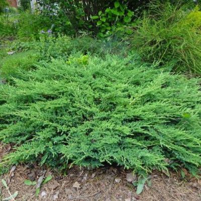 Можжевельник Горизонтальный Принц Уэльский Можжевельник Горизонтальный Принц Уэльский фото