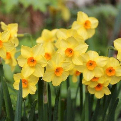 Нарцисс Голден Даун Нарцисс Голден Даун - Dolina-Sad.Ru