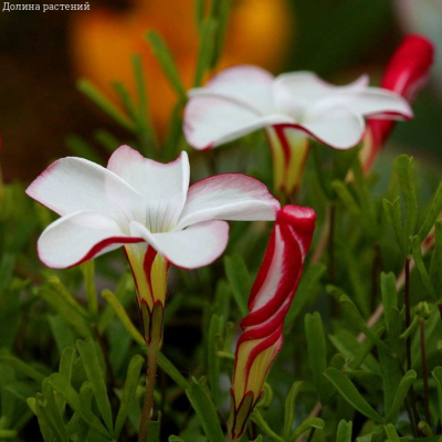 Кислица пестроцветная - Dolina-Sad.Ru