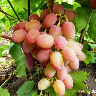 Виноград Гелиос Виноград Гелиос фото