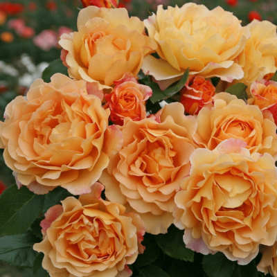 Роза Зоненвельт Роза Зоненвельт фото