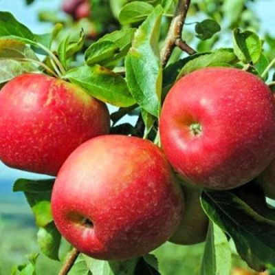 Яблоня Джонаголд/Зимняя Яблоня Джонаголд/Зимняя фото