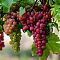 Виноград Хрупка Ружова Виноград Хрупка Ружова фото