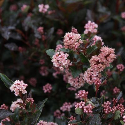 Пузыреплодник калинолистный Лаки Девил - Dolina-Sad.Ru