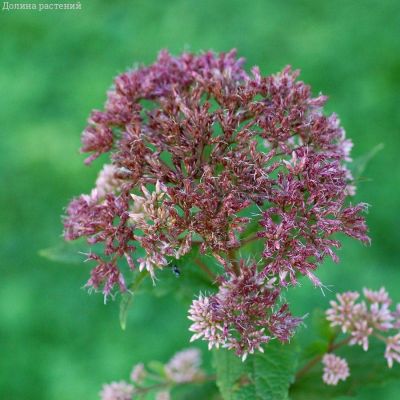 Посконник Литл Джо - Dolina-Sad.Ru