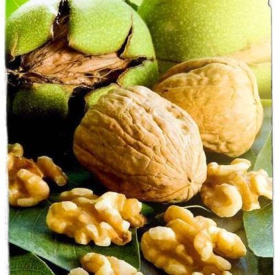 Орех Грецкий Крупноплодный фото