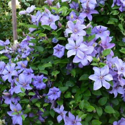 Клематис Министр Клематис Министр фото
