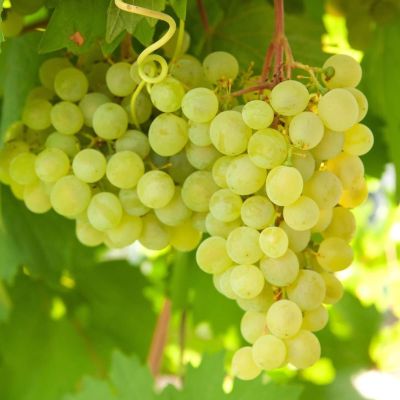 Виноград Алиготе Виноград Алиготе - Dolina-Sad.Ru