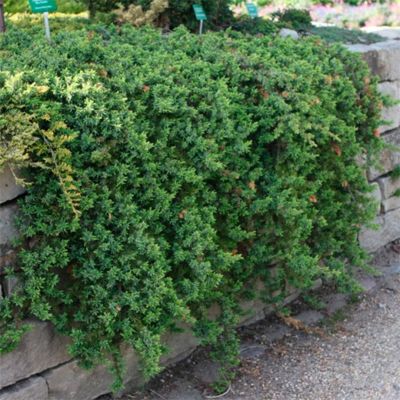 Можжевельник прибрежный Блю Пасифик Можжевельник прибрежный Блю Пасифик - Dolina-Sad.Ru