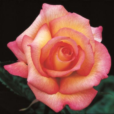 Роза Шейлас Парфюм Роза Шейлас Парфюм фото