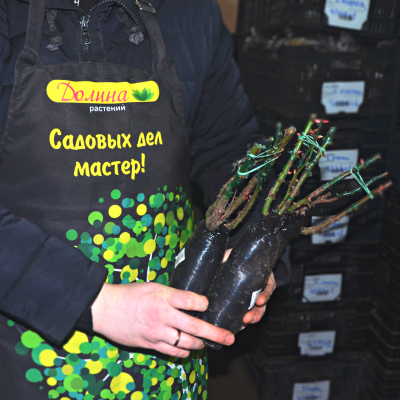 Роза Индиголетта фото