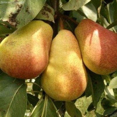 Груша Россошанская/Осенняя фото