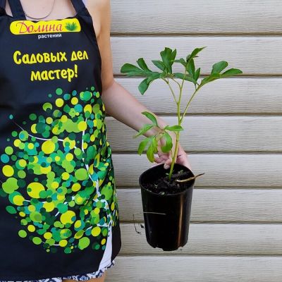 Пион Лондон Пион Лондон - Dolina-Sad.Ru