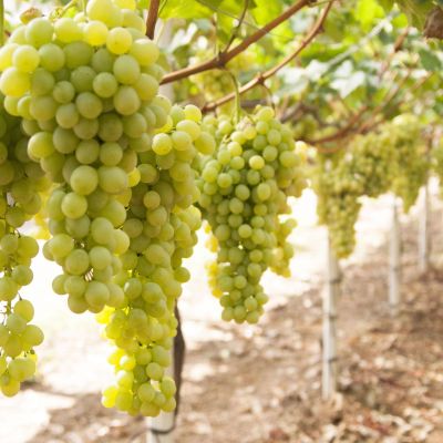 Виноград Белый Кишмиш Виноград Белый Кишмиш - Dolina-Sad.Ru