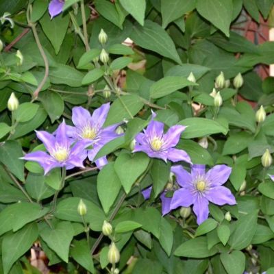 Клематис Юста Клематис Юста - Dolina-Sad.Ru