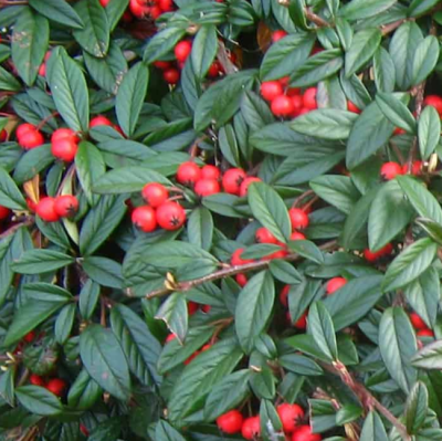 Кизильник иволистный Симпатия Кизильник иволистный Симпатия фото