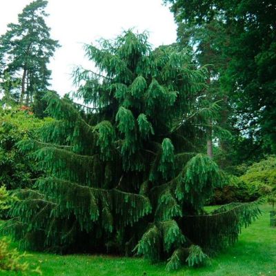 Ель бревера Ель бревера - Dolina-Sad.Ru