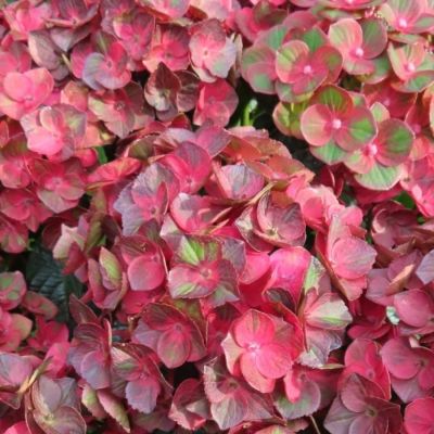 Гортензия крупнолистная Ребелион Чоко Лав Гортензия крупнолистная Ребелион Чоко Лав - Dolina-Sad.Ru