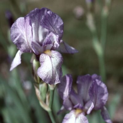 Ирис Петит Монет Ирис Петит Монет - Dolina-Sad.Ru