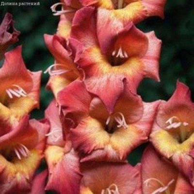 Гладиолус Мишель(10 шт) Гладиолус Мишель(10 шт) фото