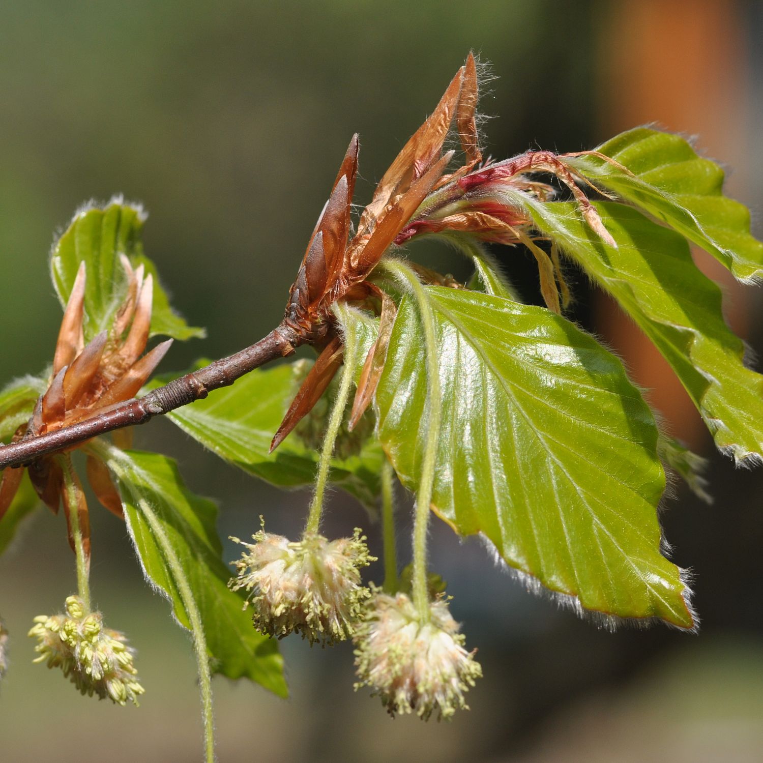 Бук европейский, С5 - Dolina-Sad.Ru