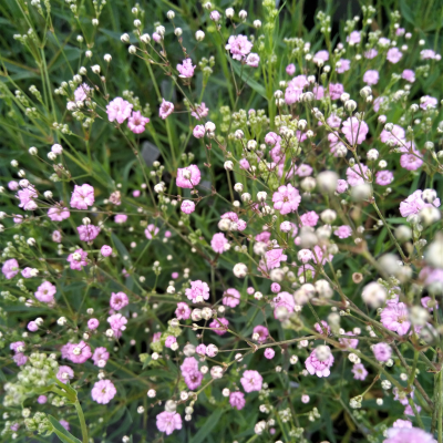 Гипсофила Пинк Фестивал Гипсофила Пинк Фестивал - Dolina-Sad.Ru