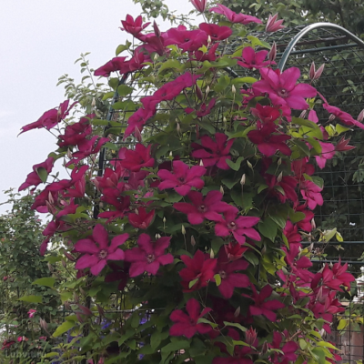 Клематис Кардинал Вышинский Клематис Кардинал Вышинский фото