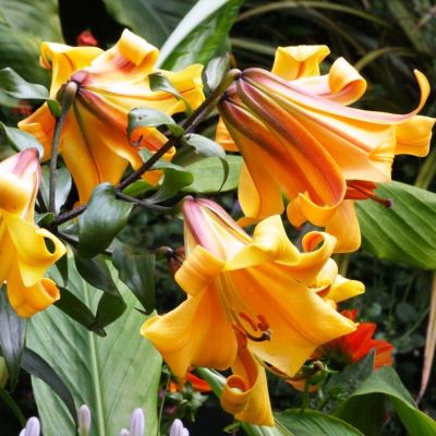 Лилия Африкан Куин Лилия Африкан Куин фото