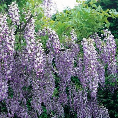 Глициния Аметист фото