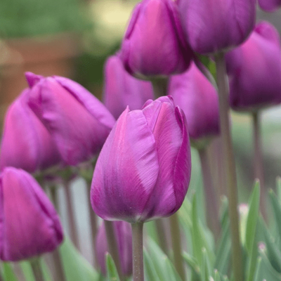 Тюльпан Краун оф Негрита Тюльпан Краун оф Негрита фото