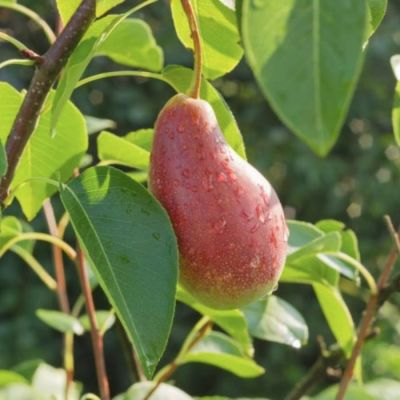 Груша Яковлевская Груша Яковлевская - Dolina-Sad.Ru