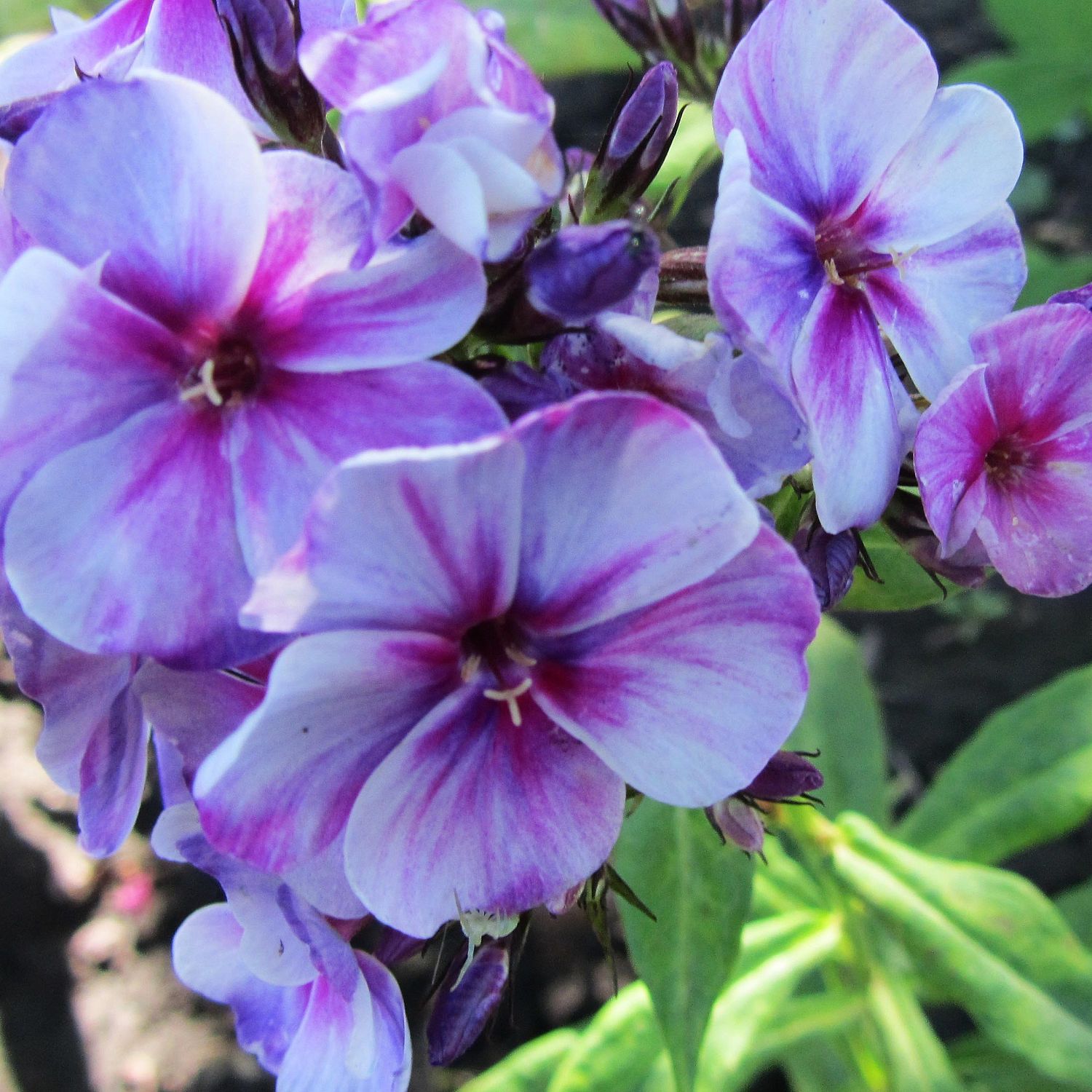 Флокс метельчатый Неон Флае Блу Флокс метельчатый Неон Флае Блу - Dolina-Sad.Ru