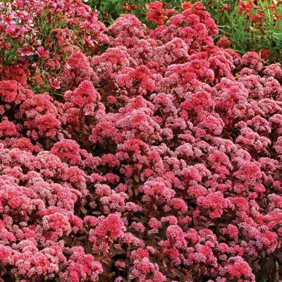 Седум обыкновенный Десерт Блэк , P9 Седум обыкновенный Десерт Блэк , P9 фото