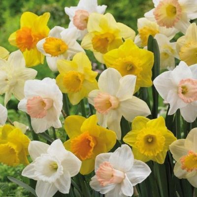 Набор 25 нарциссов сплит фото