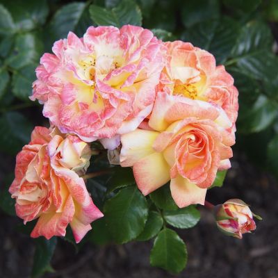 Роза Шейлас Парфюм Роза Шейлас Парфюм фото