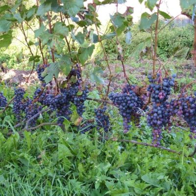 Виноград Загадка Шарова Виноград Загадка Шарова - Dolina-Sad.Ru