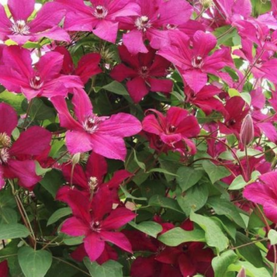 Клематис Кардинал Вышинский Клематис Кардинал Вышинский фото