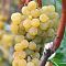 Виноград Цитронный Магарача Виноград Цитронный Магарача - Dolina-Sad.Ru