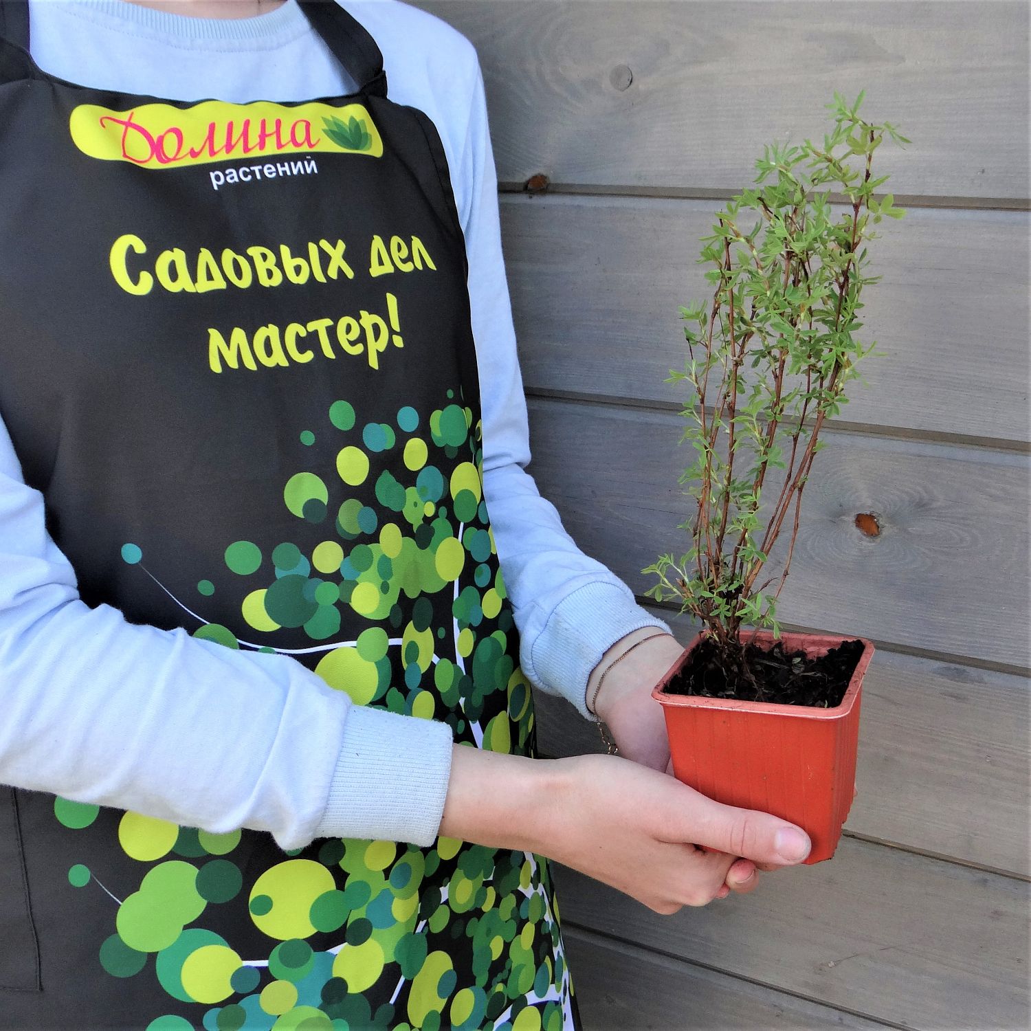 Лапчатка Хоплейс Оранж Лапчатка Хоплейс Оранж фото