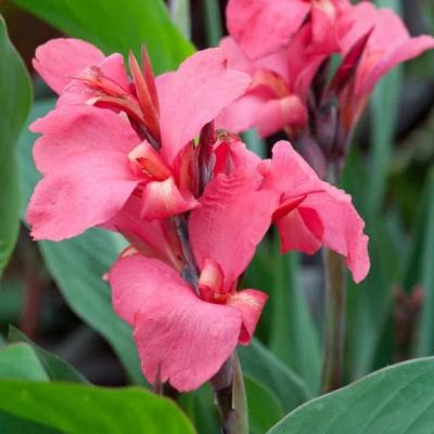 Kaннa Чeмпиoн Kaннa Чeмпиoн фото