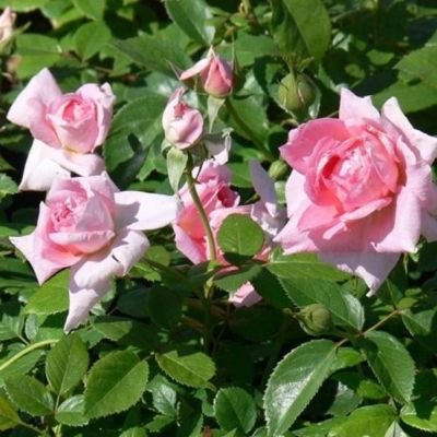 Роза Ламберт Клосс Роза Ламберт Клосс - Dolina-Sad.Ru