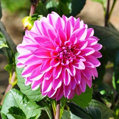 Георгина Артур Хамблей (Гиганты) Георгина Артур Хамблей (Гиганты) фото