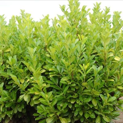 Лавровишня Черри Бренди - Dolina-Sad.Ru