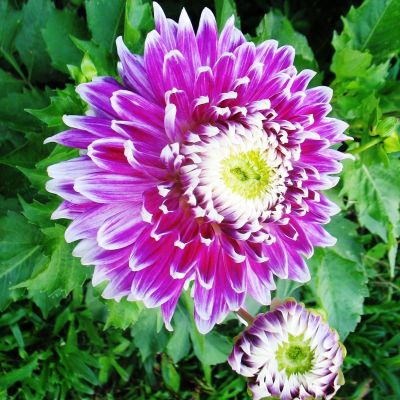 Георгина Ванкувер (Гиганты) Георгина Ванкувер (Гиганты) фото