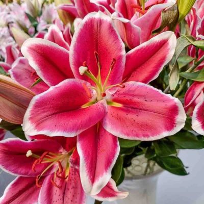 Лилия Эль Капитан Лилия Эль Капитан - Dolina-Sad.Ru